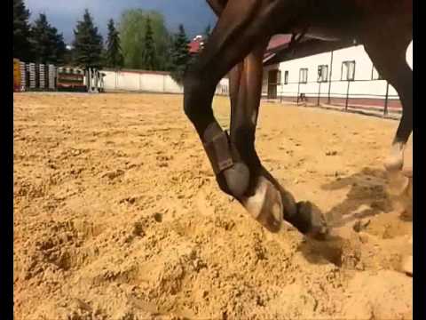 Equine Science